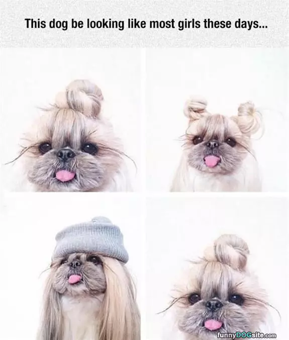 This Dogs Hair