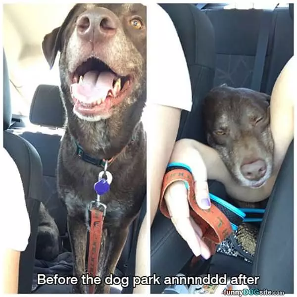 Before And After The Dog Park