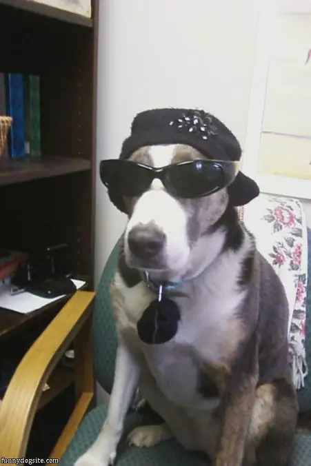 Super Cool Dog