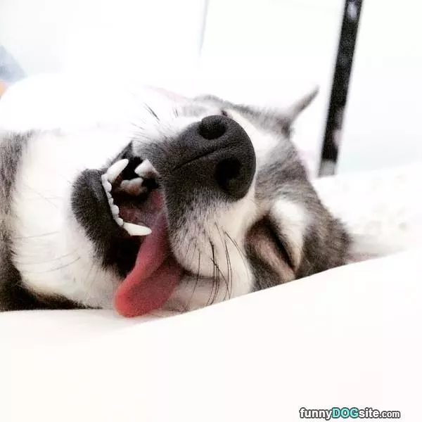 So Tuckered Out