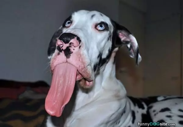Derrrrrrr