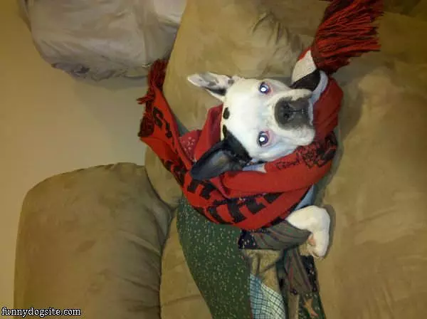 My New Scarf