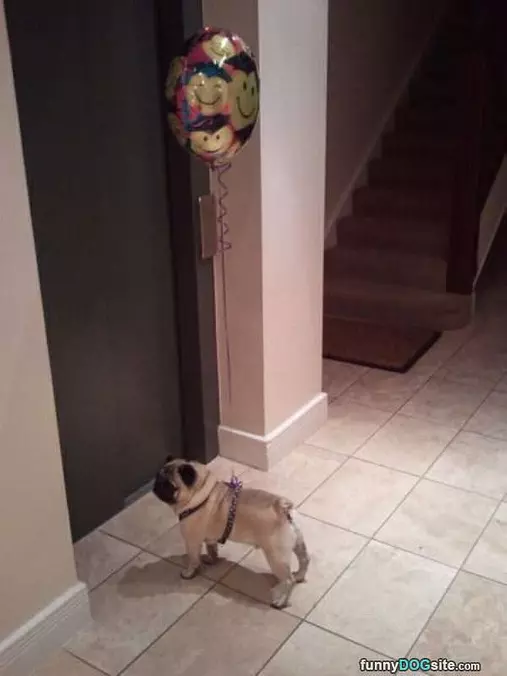 Surpriiiise