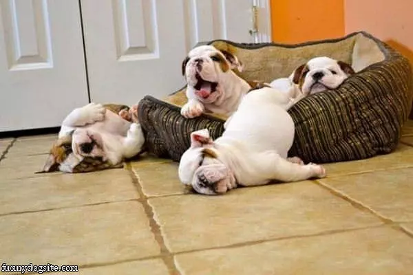 Dogs Rolling Around
