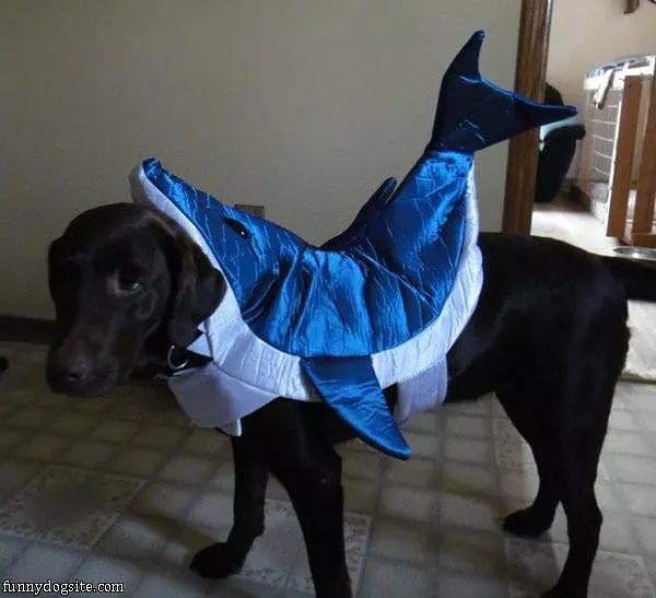 Rawr Im A Shark