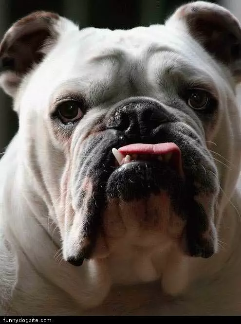 Funny Face Dog