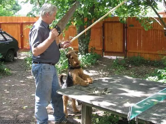 Ping Pong