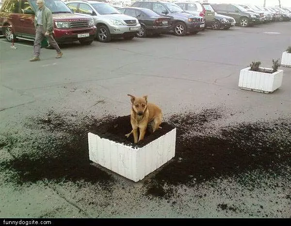Digger