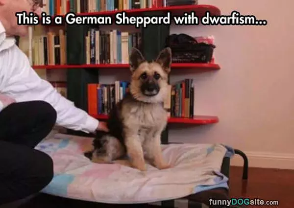 Small German Sheppard