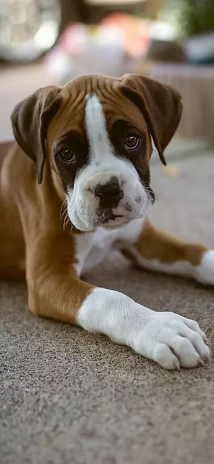 Boxer