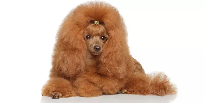 Poodle (Toy)
