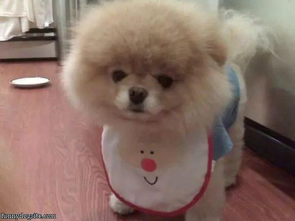I Has A Bib