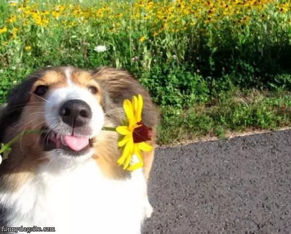 Picked This Flower For You