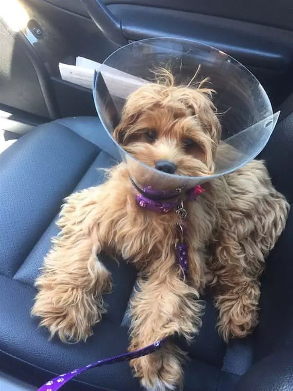 My Cone Of Shame