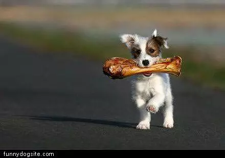 I Has A Bone