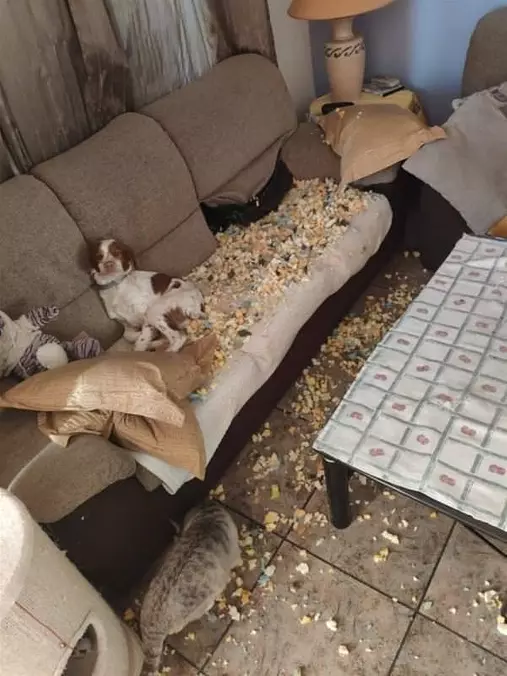 Ok It Was The Cat