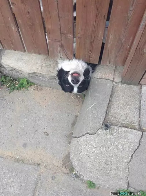 Under The Fence