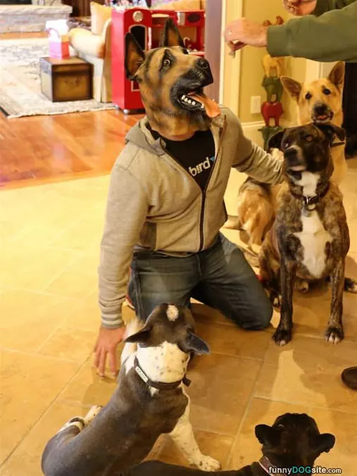 Playing With My Dogs