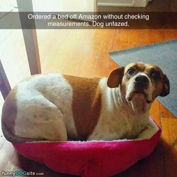 Amazon Dog Bed
