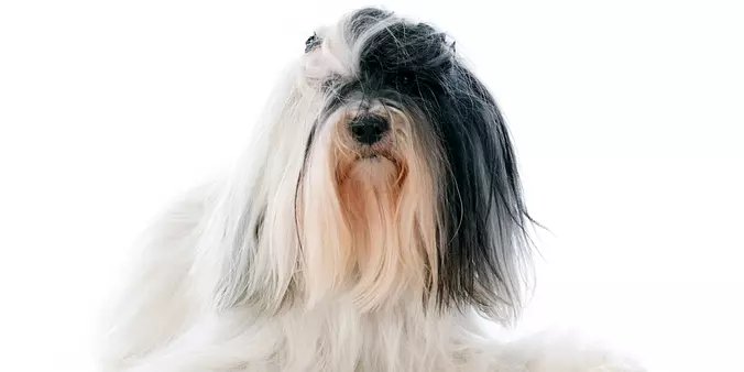 Tibetan Terrier
