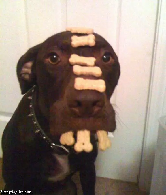 Dog Bones