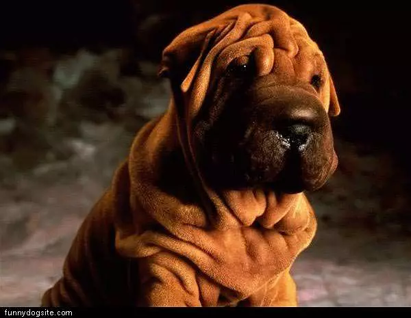 Wrimkled Dog