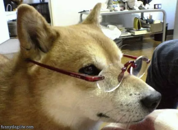 Smart Dog