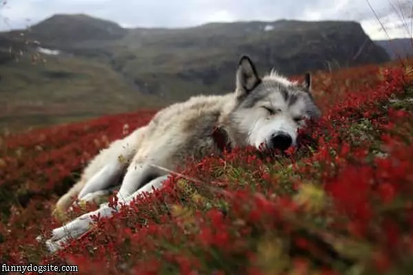 Sleepy Day