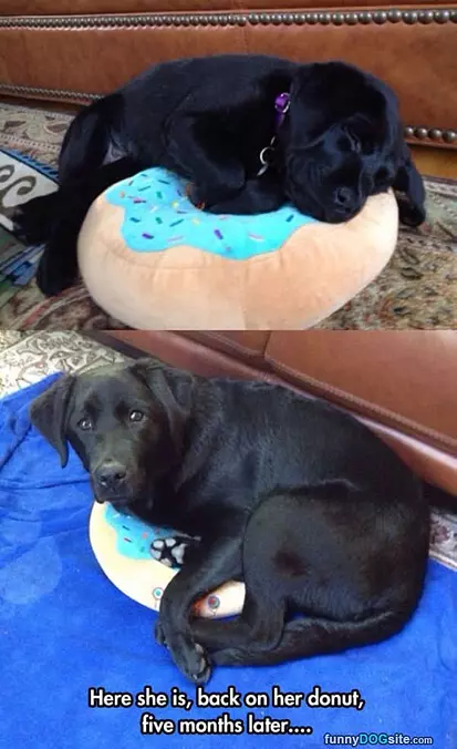 Dog Donut
