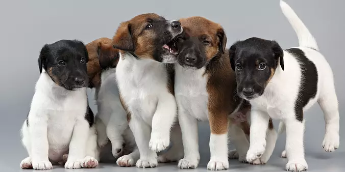 Smooth Fox Terrier puppies