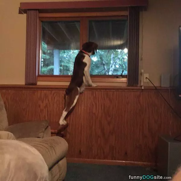 Watching The Neighbors