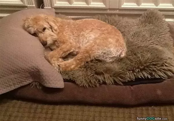 Not Getting Out Of Bed Today