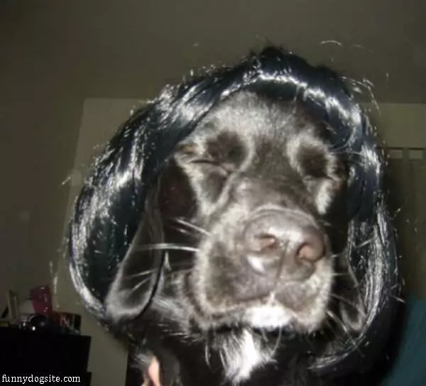I Have A Wig