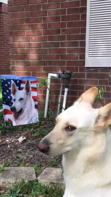 An Epic Dog