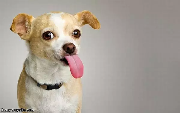 Long Tongue