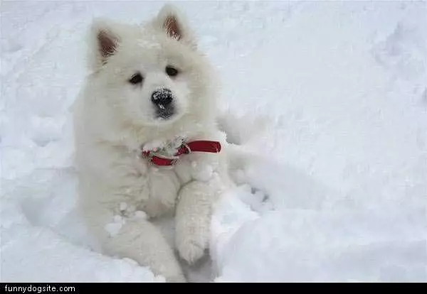Snow Dog