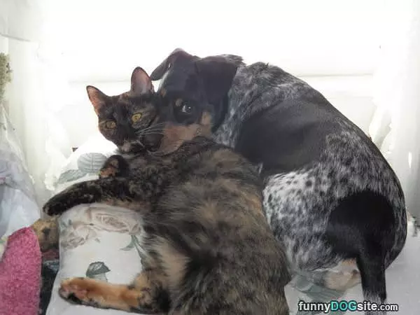 My New Pillow