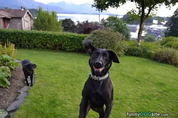 Jumping For Joy