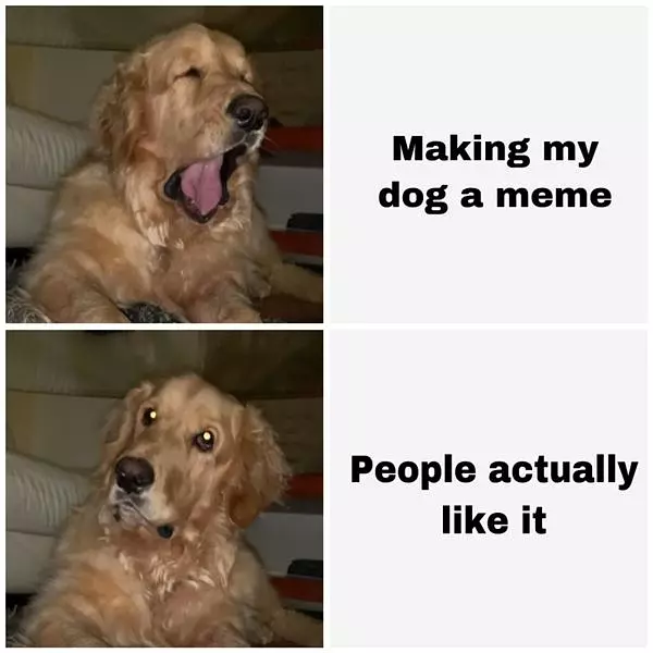 My Dog