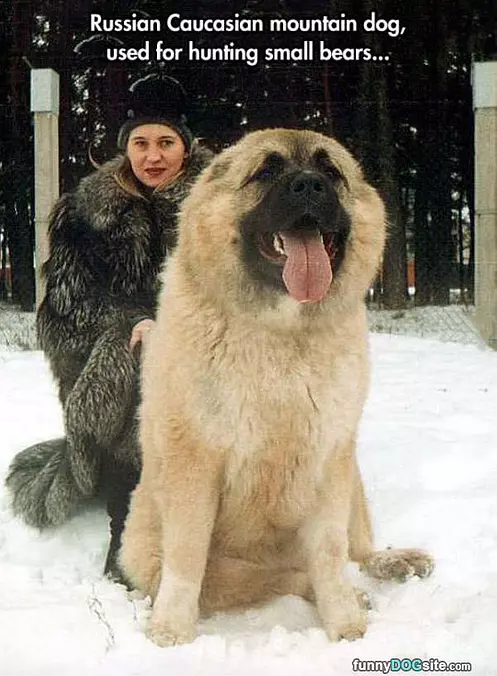 Cool Dog