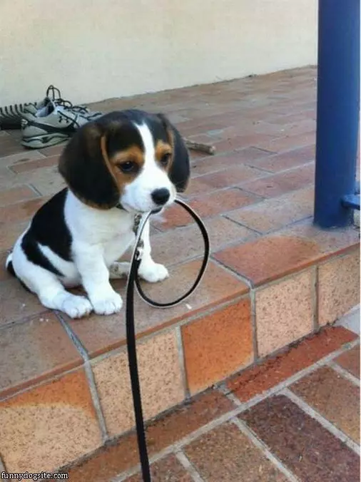 I Want A Walk Now