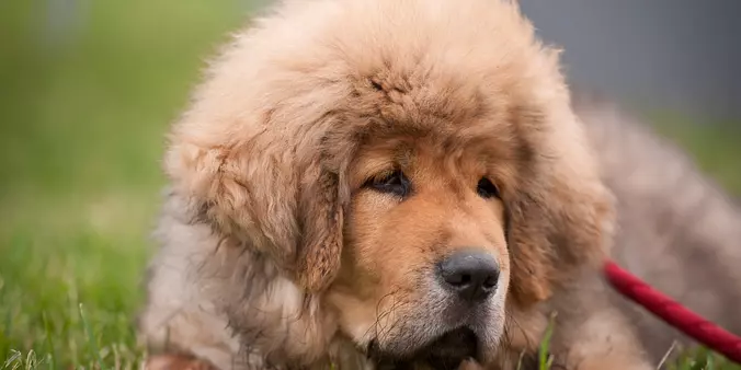 Tibetan Mastiff puppy
