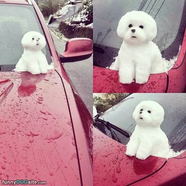 Snow Dog