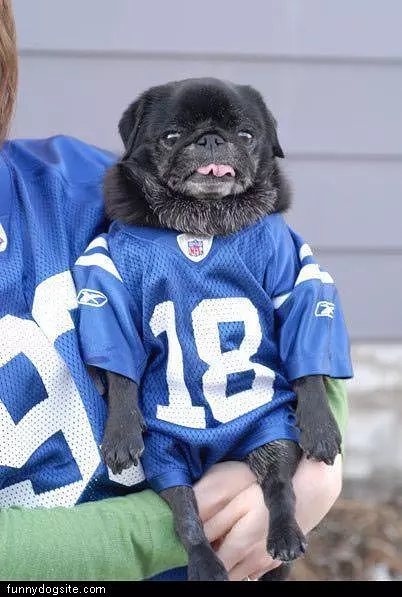 Colts Dog