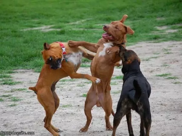 Dance Party