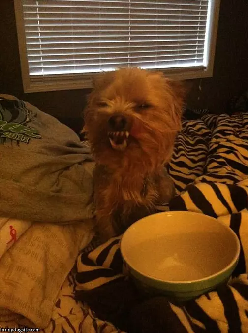 Sophie Ate My Supper