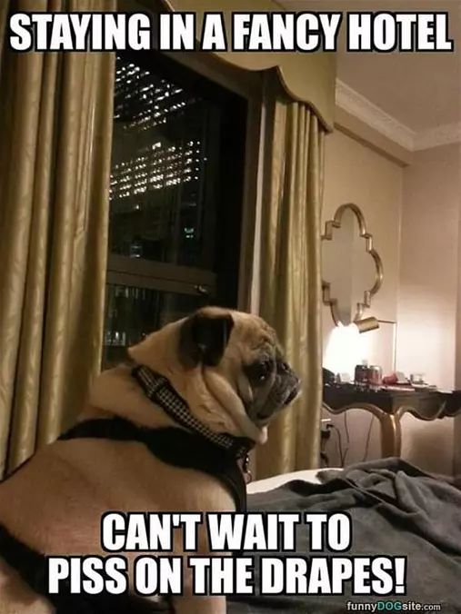Those Drapes Are Mine