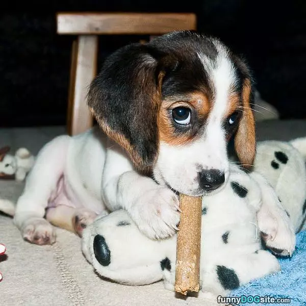 Cutest Puppy Eyes
