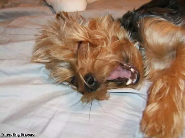 Giant Yawn