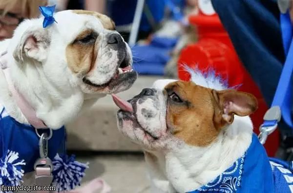 Tongue Out Dog